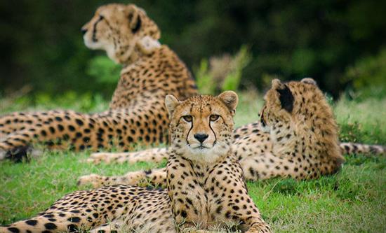 ZDF Launches New Groundbreaking Documentary Cheetah Fast and Wild